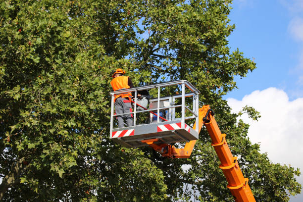 How Our Tree Care Process Works  in Whitewater, CA